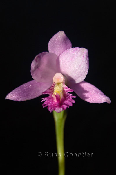 Rose Pogonia © Russ Chantler